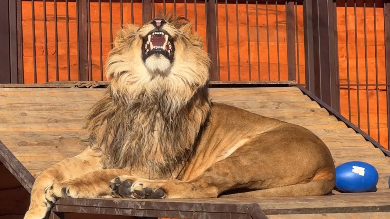 Что-то общее у Шерхана и Киары уже есть 😊 #lion #bigcat #минскийзоопарк #animals #шерхан #zoo
