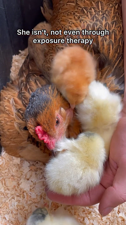 Dag ett av att ge kycklingar till mina broody höns! #broodyhen #kycklingar #höns #kycklingar #söta #barnkycklingar