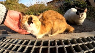 お鼻が真っ黒！？個性的な毛色の三毛子猫