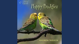 Download Lagu Budgerigars and Zebra Finches