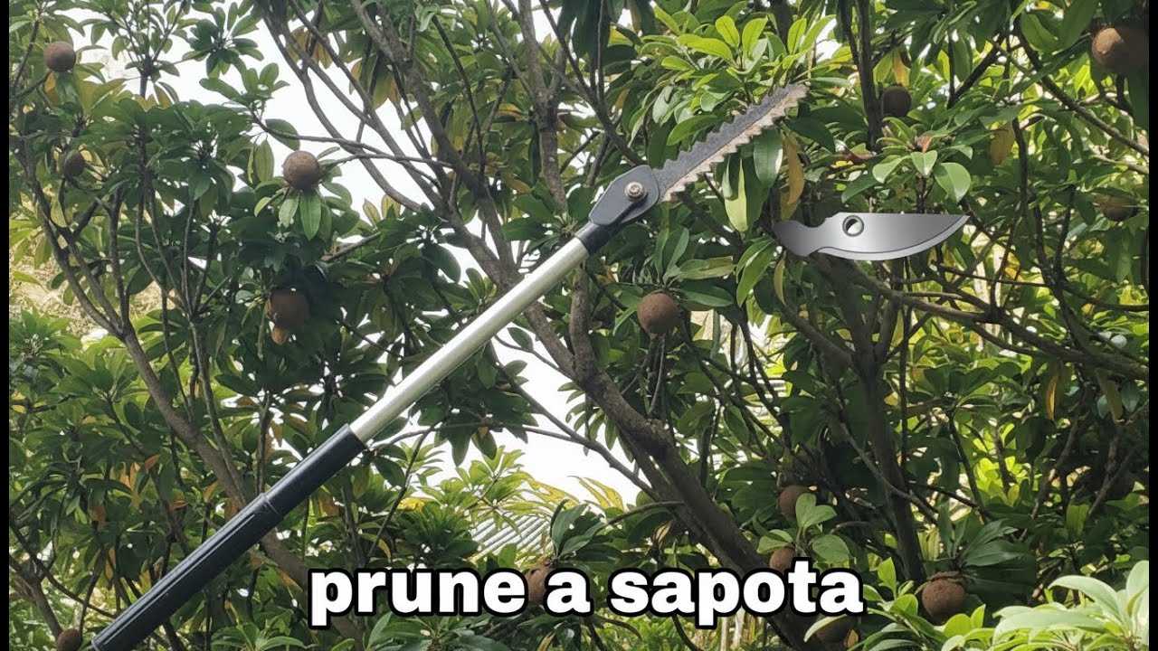 Sapota(chikoo) farming techniques