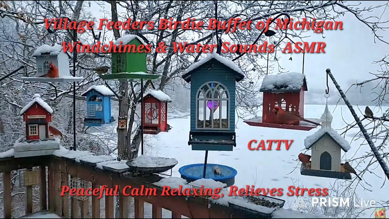 020226 LIVE CATTV MICHIGAN BIRDS, SNOW, WATER SOUNDS & WINDCHIMES 