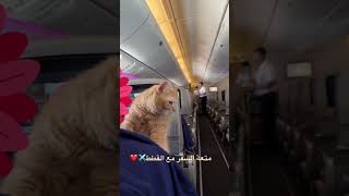 السفر مع القطط✈️❤️ screenshot 4
