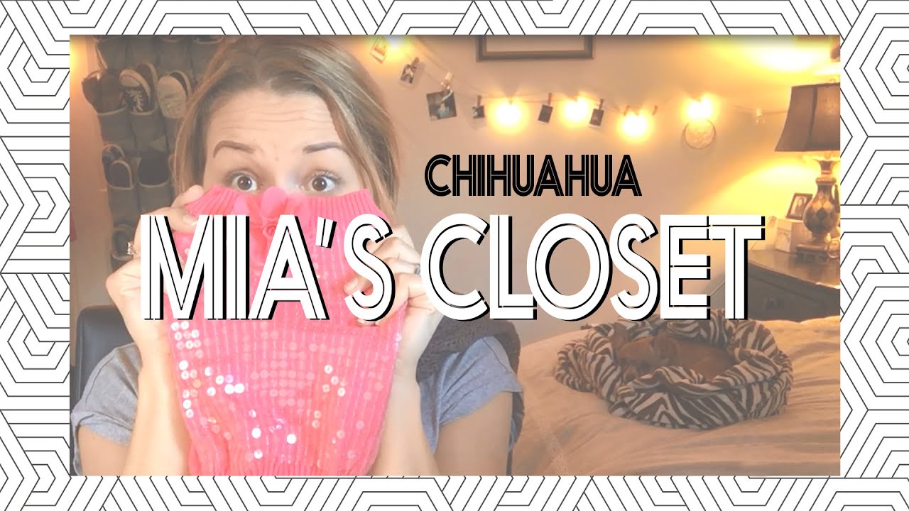 Chihuahua Fashion ♡ Mia's Closet!