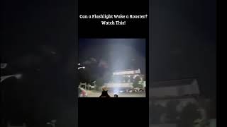Can A Flashlight Wake A Rooster? Watch This