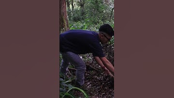 Membuat Api Unggun #bushcraft  #solocamping #shorts