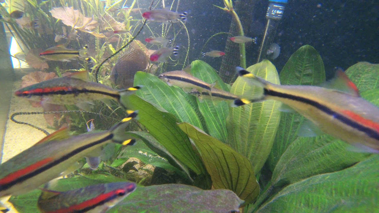 Подводная съемка SJCAM SJ9 Strike