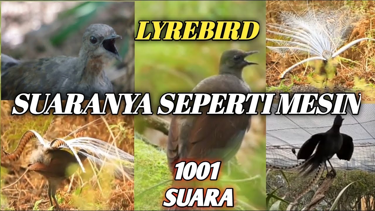 Tembakan Lyrebird gacor 1001 macam suara cocok untuk masteran,Lyrebird song bird singing