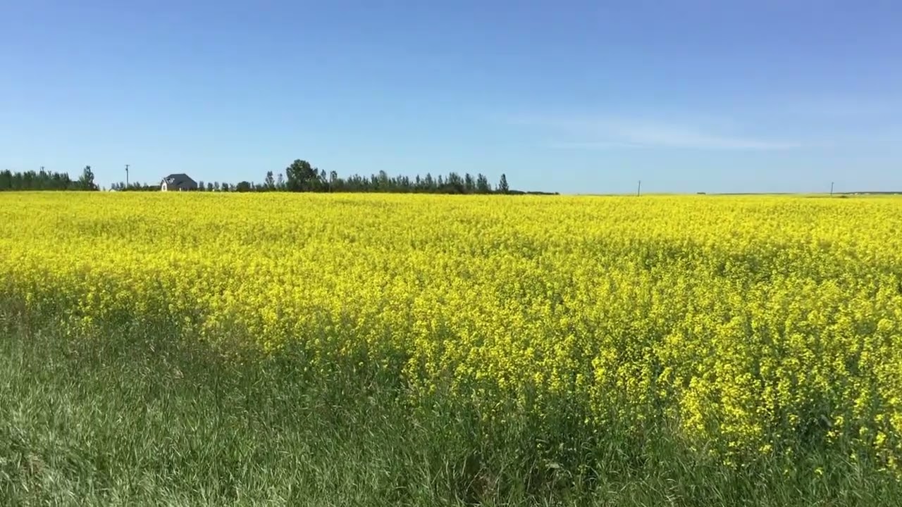 Canola Fields of Alberta 