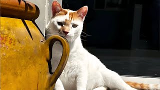 More Than a Patient: The Cat Who Chose His Vet as Family
