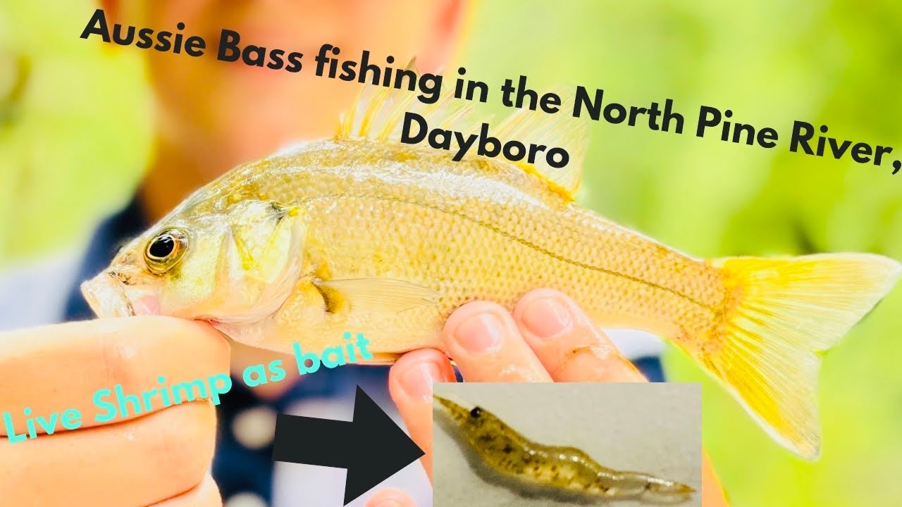 Fishing For Little Aussie Bass at the North Pine River, Dayboro # ...