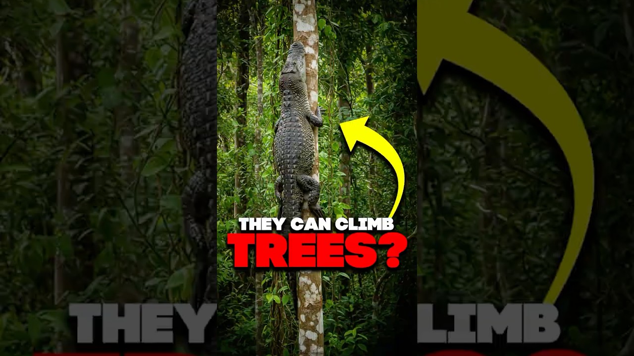 Crocodiles can climb Trees.