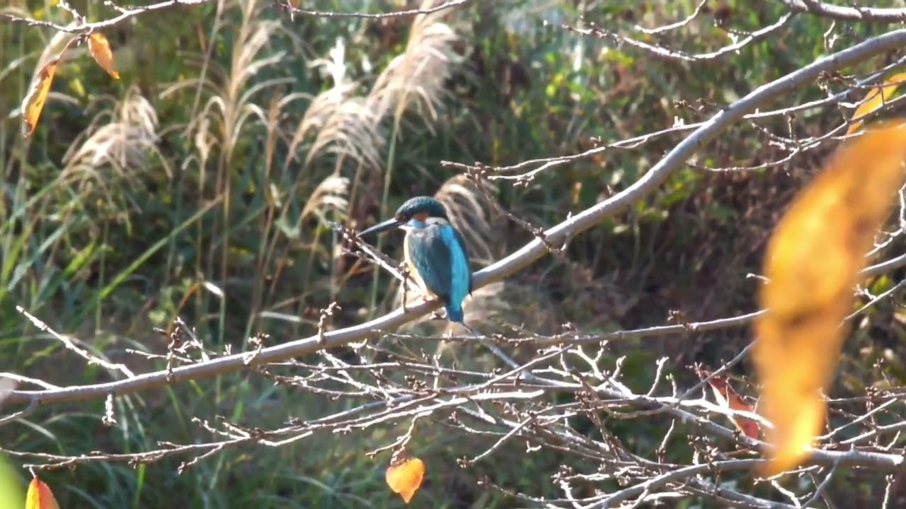 カワセミ動画その199(k2025 11 16 v) - YouTube