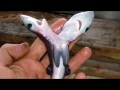 Mysterious TWO HEADED Sharks Are Becoming Common &amp; NO ONE Knows Why