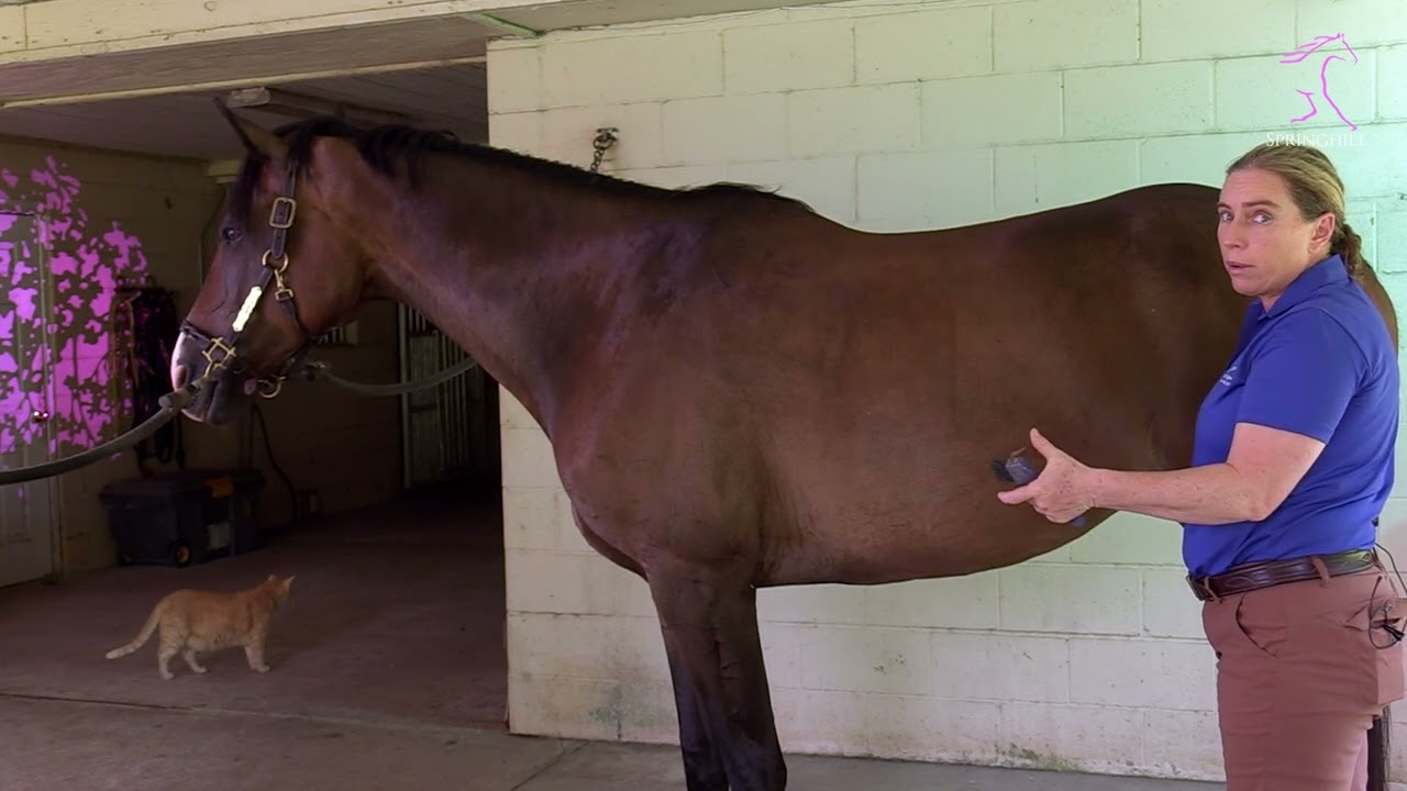 How to Evaluate Back Pain in Horses