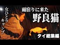 ソロキャンプ中、野良猫が雨宿りにきた【タイ🇹🇭総集編】