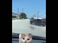 Cat driving #catentertainment#shortsfeed #short