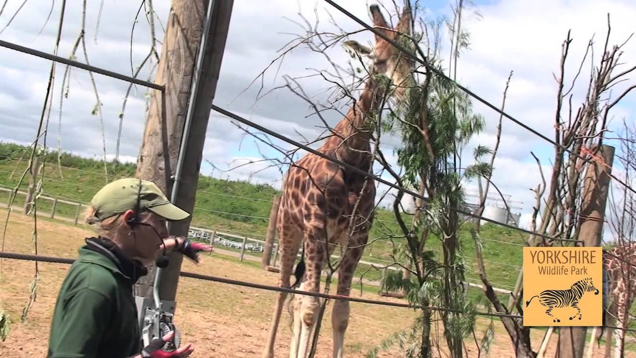 visitor center Yorkshire Wildlife Park - World Giraffe Day (21st June 2015)