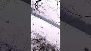 Two shot, two down. #hunting #deer #moose #chasse #foxhunting #huntingrussia #wildlife