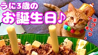 手作り誕生日ケーキを猫にプレゼントしたら大食い大会になったw