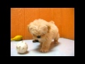 Lhasa Apso, Puppies, Dogs, For Sale, In Newark, New Jersey, NJ, 19Breeders, Paterson, Edison Lhasa Apso, Puppies, Dogs, For Sale, In Newark, New Jersey, NJ, 19Breeders, Paterson, Edison