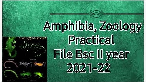 Class -Amphibia, Zoology practical file with classification 2021-22