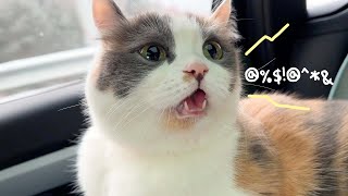 The cat that started talking because she was excited to go on a drive [Healing Trip ep.1] by 김쫀떡 118,878 views 2 months ago 9 minutes, 37 seconds