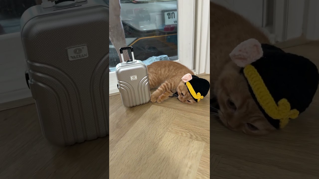 แค่บอกเลขผิดเอง #แมว #cat #cute #cutecat #kitten #funnycats #pets #animals #แมวถังแก๊ส #meow