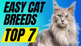 7 EASIEST To Own Cat Breeds  Best Cats For 1st Time Owners