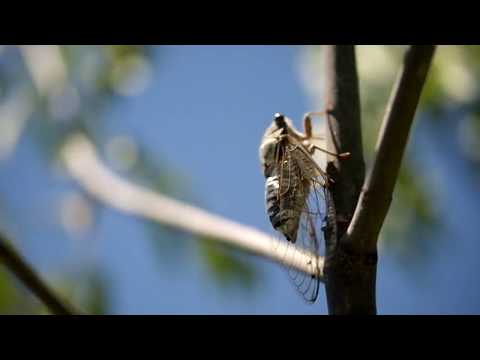 Видео: Пение цикады обыкновенной
