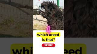 Which breed is that? CHALLENGE  #dog #youtubeshorts | www.dogs.guide