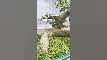 Cây duối bonsai