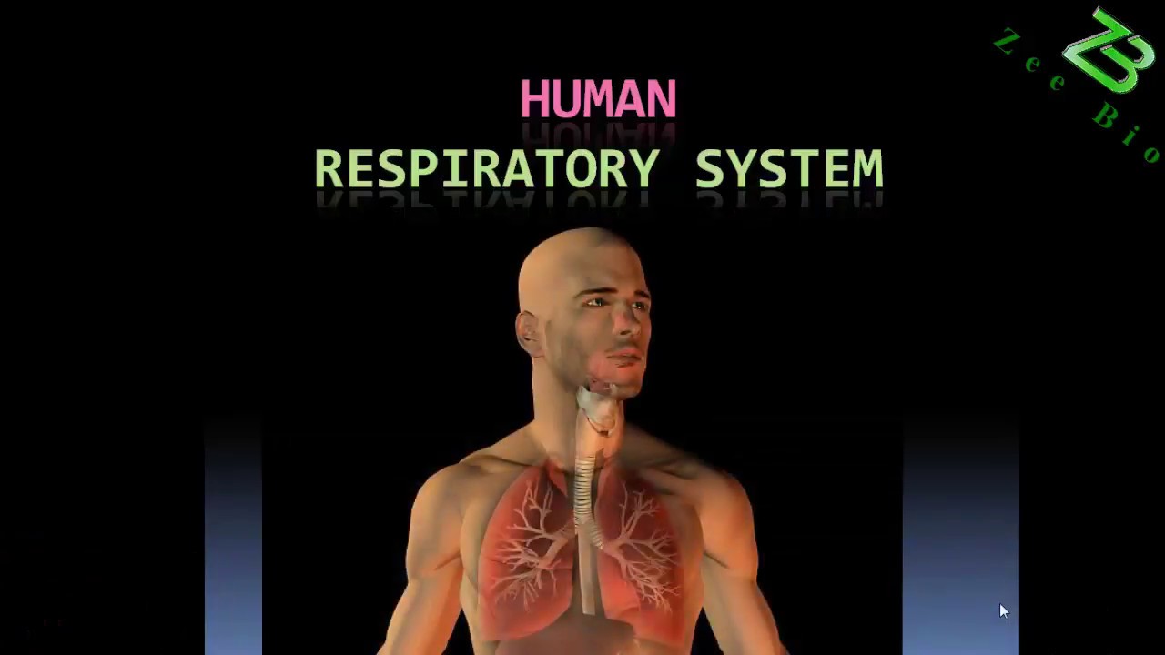 Human respiratory system (Easy way in Urdu, Hindi) - YouTube