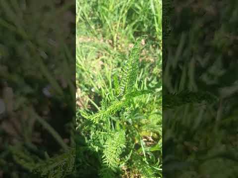 Video: Pianta di achillea in crescita: come coltivare achillea