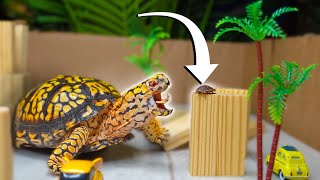Top 5 BEST BOX TURTLE Foods You Can Buy!