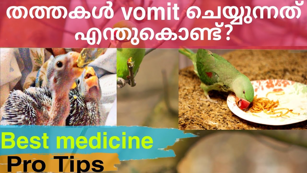 Parrots vomiting Treatment Malayalamതത്തകളുടെ ശർദി ഇനി എളുപ്പത്തി