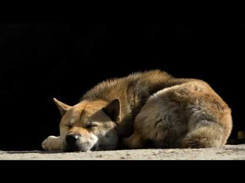 2016 WPP China Filming Taster