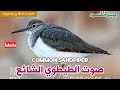 موسم السكسوك صوت الطيطوي الشائع ياديدي Common Sandpiper Sound