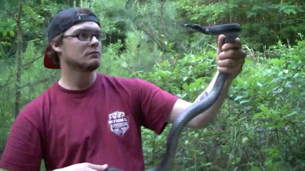 Southern Field Herping 5/22/2016 YouTube