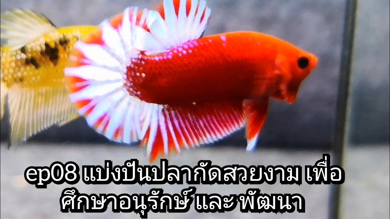 ep08 แบ่งปันปลากัดสวยงาม เพื่อศึกษาอนุรักษ์ และ พัฒนา #ปลากัดสวยงาม #bettafish #เพาะปลากัด
