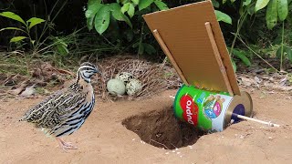 Boy Made Underground Quail Trap With Eggs Nest Using Dupro Milk Cans & Paper - Easy Bird Trap