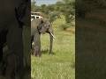 Strongest Land Animal on Earth? African Elephant Power! 🐘💪