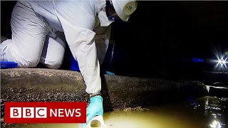 Coronavirus: Tracking new outbreaks in the sewers - BBC News