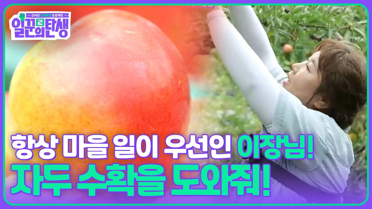 항상 마을 일이 우선인 이장님! 자두 수확을 도와줘! [일꾼의 탄생 시즌2] | KBS 250813 방송