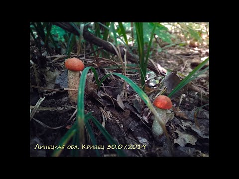 30. 07. 2019 грибы Липецкая обл Кривецкий лес