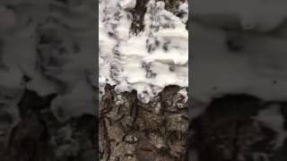 How to stop gypsy moth caterpillar infestation FAST and cure tree problems