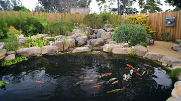 How To Build A Koi Pond - Final