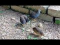 Kandang aviary pelbagai burung membiak dengan sendiri Part 19