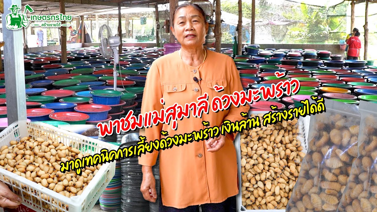 พาชมฟาร์มแม่สุมาลี ด้วงมะพร้าวเงินล้านสร้างรายได้ดีงาม l  ชมสวนเกษตรกรไทย Ep220