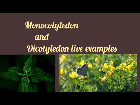 Monocotyledon and Dicotyledon plants live examples| Monocotyledon and Dicotyledon